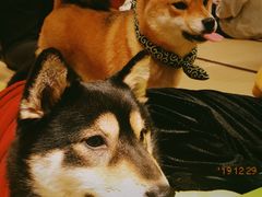 -逗柴咖啡屋·狗咖猫咖宠物桌游