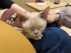 -藏猫猫咖啡主题馆(中央大道店)