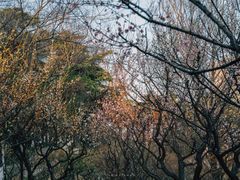 -南京古林公园
