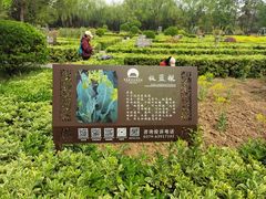 -洛阳市隋唐城遗址植物园