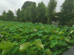 -洪湖家庭农场·团建·露营·会议