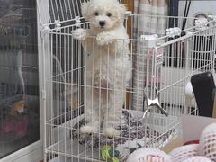 -翊宠yipet猫狗购宠庄园犬舍•猫舍