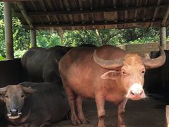 -海南热带野生动植物园