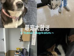 -瑞派天使宠物医院·神经外科·骨科·核磁CT(洛川中路店)