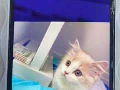 -天使宠物医院·犬猫分诊(彩虹店)