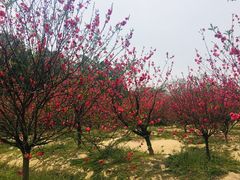 -南国桃园旅游度假区