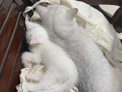 -pd派德宠物中心医院24H急重症·眼科中心·血液透析中心(嵩山北路店)