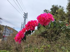 -海南霸王岭国家森林公园