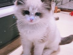 -momokira米努特·德文卷毛猫·棉花面纱犬