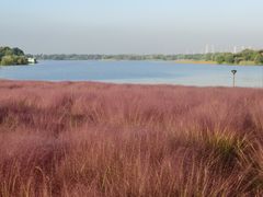 -贡湖湾湿地公园