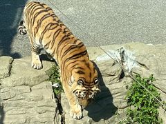 -大连森林动物园