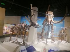 -国家自然博物馆