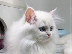 -lincat·猫舍(广州店)