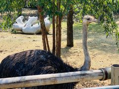 -大连森林动物园