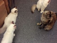 -猫色咖啡·猫咖