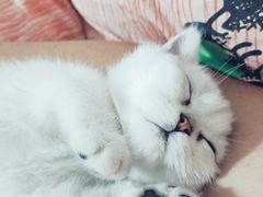 -爱佳宠物中心医院24H·CT·骨外科·猫专科(瑶海万达店)