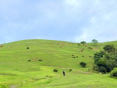 -大姆山草场