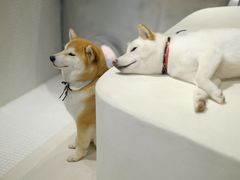 -柴务处·柴犬主题狗咖