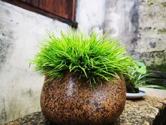 -月栖华明-云间草堂清茶馆(泗泾古镇店)