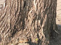 -长春市南湖公园