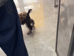 -半岛宠物医院24小时(白果林店)