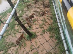 -西霞口神雕山野生动物世界