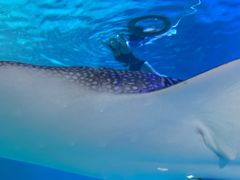-烟台海昌鲸鲨海洋公园
