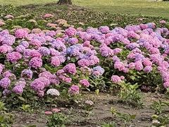 -上海滨江森林公园