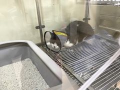 -芭比堂宠物医院·全科爱猫医院·仁德分院