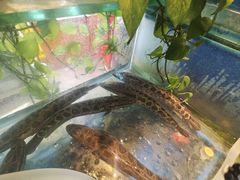 -白洋淀灶台鱼(名佳花园店)