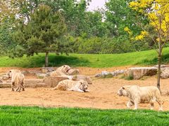 -北京野生动物园
