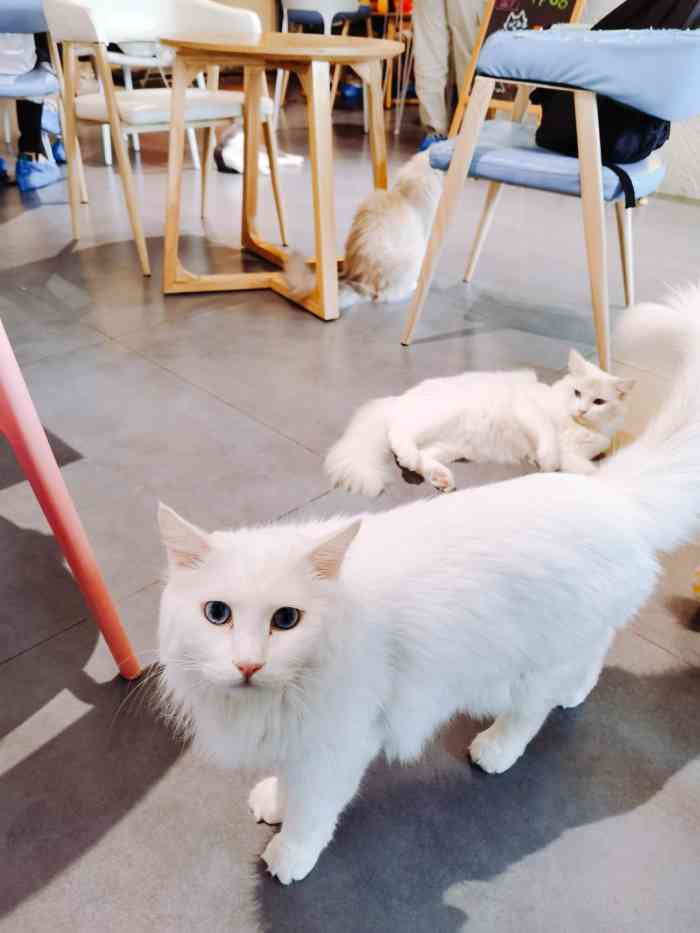 猫宁morning猫咖(福大怡山创意园店)-"有免洗洗手液消毒,也有黏毛滚轴