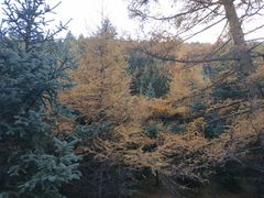 -芦芽山旅游度假区