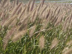 -天津东丽湖风景区