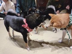 -豆柴町-柴犬主题狗咖(红鼎国际C座店)
