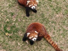 -青藏高原野生动物园