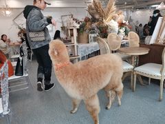 -共舞时光猫咖·狗咖(新街口店)
