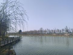 -合肥滨湖国家森林公园