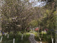 -铁山坪森林公园