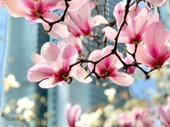 -陆家嘴中心绿地