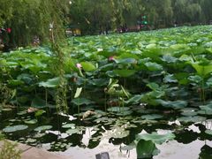 -长春市南湖公园