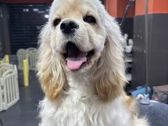 -宠宠熊宠物美容(星湖街店)