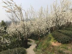 -樱桃山旅游景区