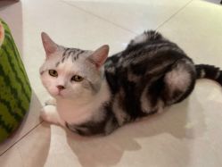 -众刺纹画·纹身·穿孔饰品·海娜定制