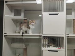 -十月米努特矮脚猫舍