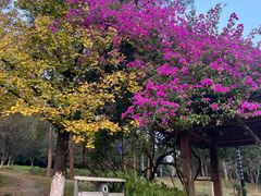 -铁山坪森林公园