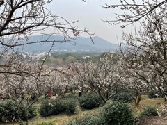 -香雪海