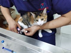 -心语宠物医院·急重症转诊中心·瑞辰华诺(南青路店)
