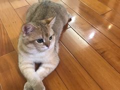 -东方名猫馆·英短金渐层布偶猫舍(环线广场1号楼店)