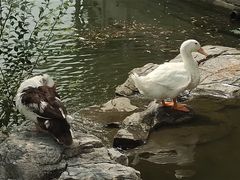 -莲花池公园